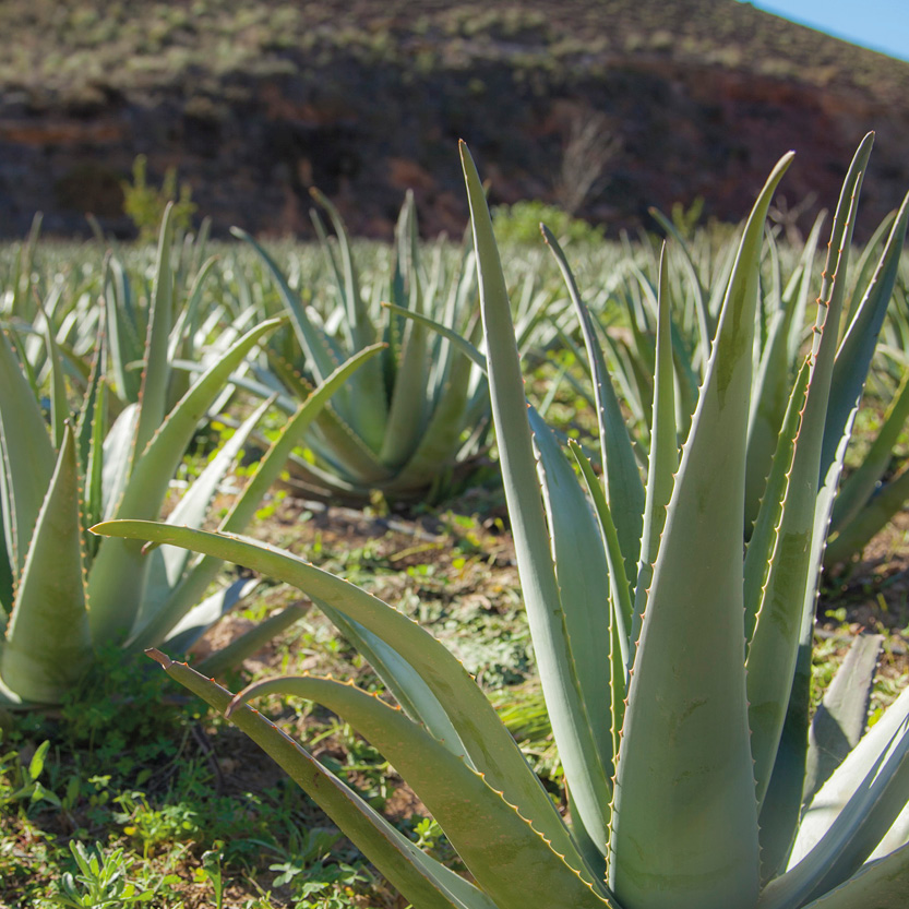 Es ist ein Feld mit Aloe Vera Pflanzen in Spanien zu sehen