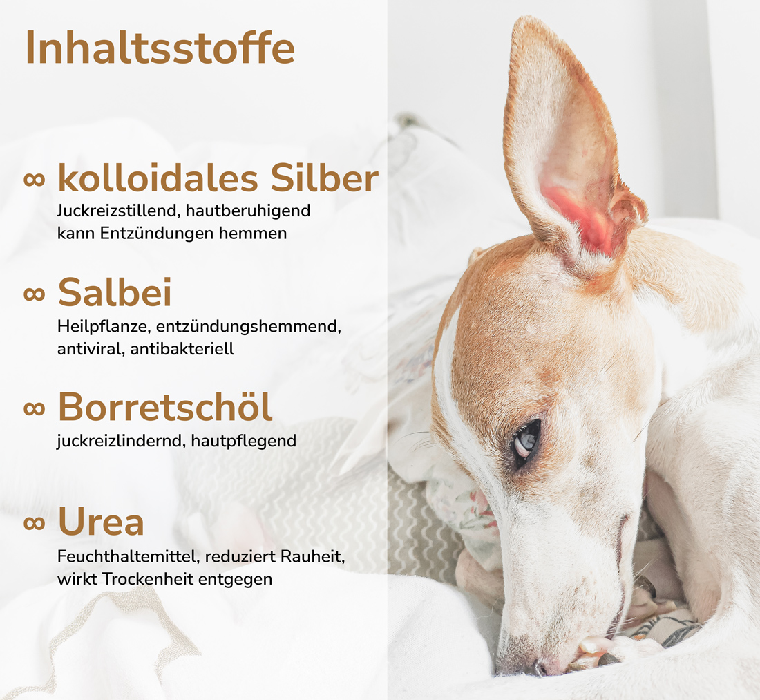 Ohrenpflege für Hunde
