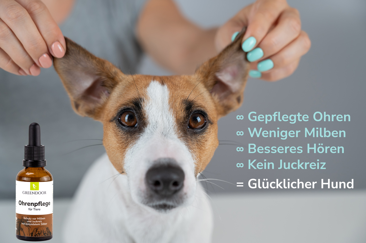 Ohrenpflege für Hunde