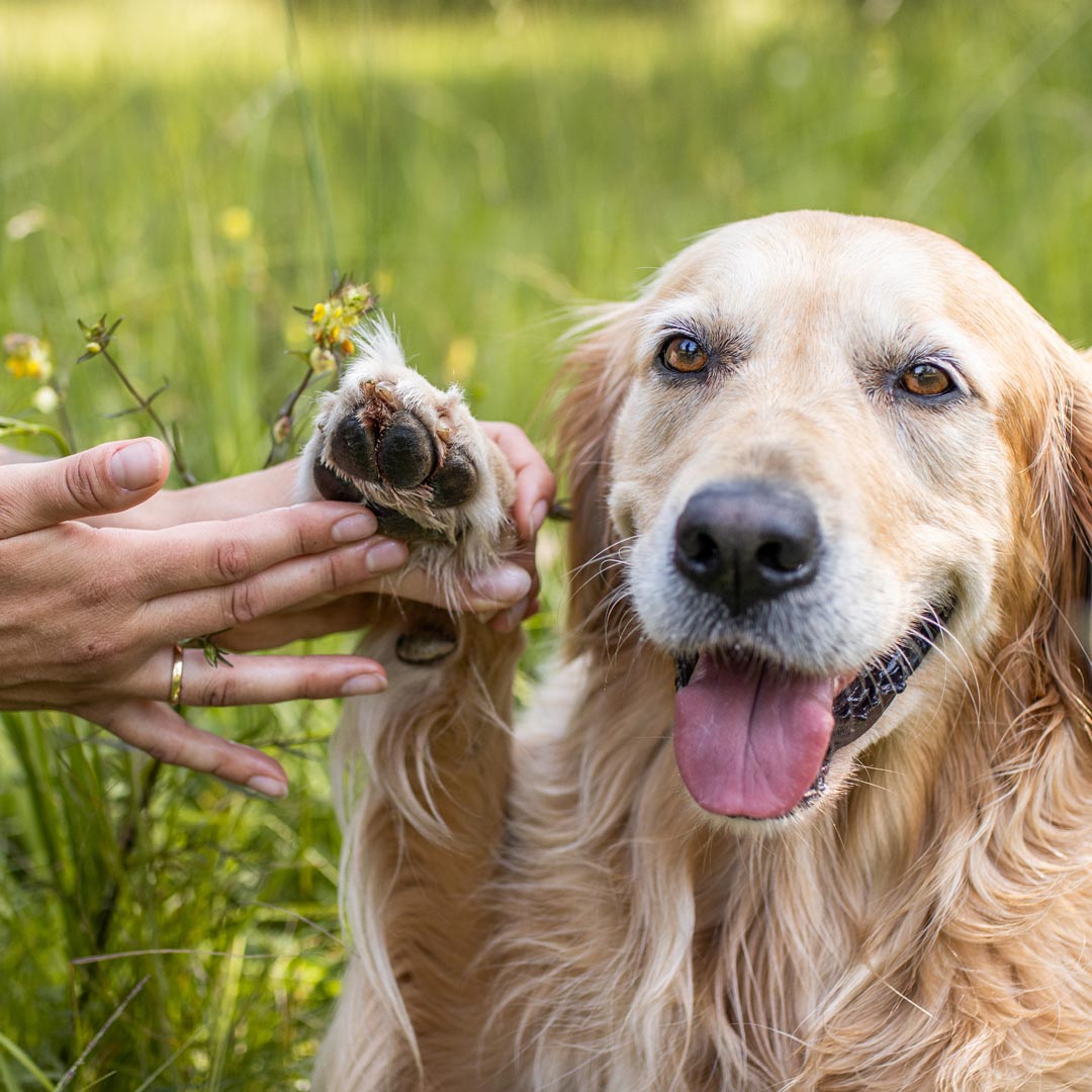 Pfotenbalsam für Tiere Pfotenbalsam für Tiere