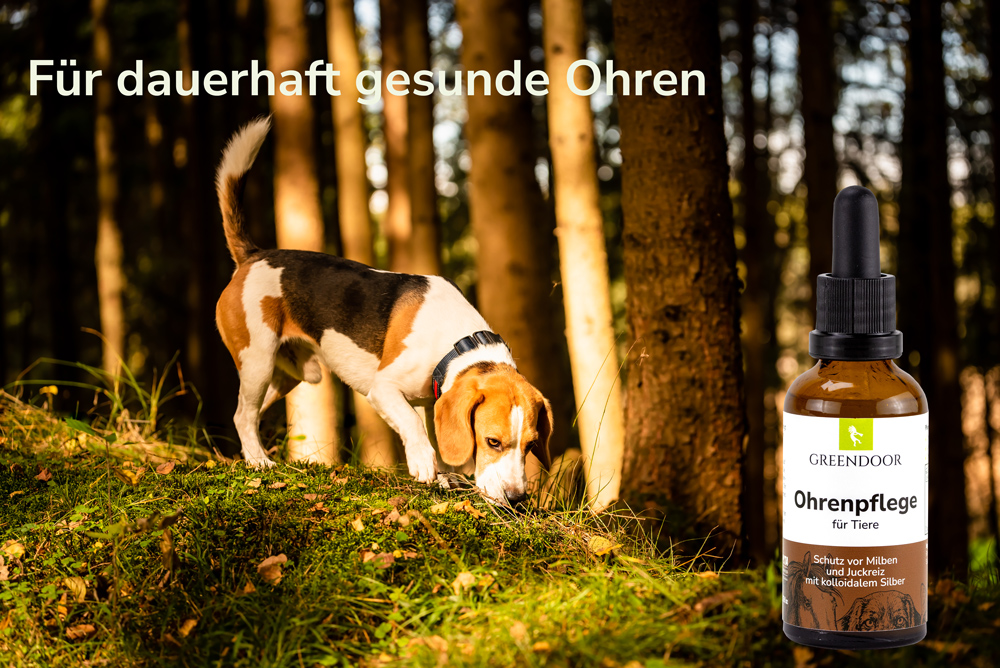 Ohrenpflege für Hunde